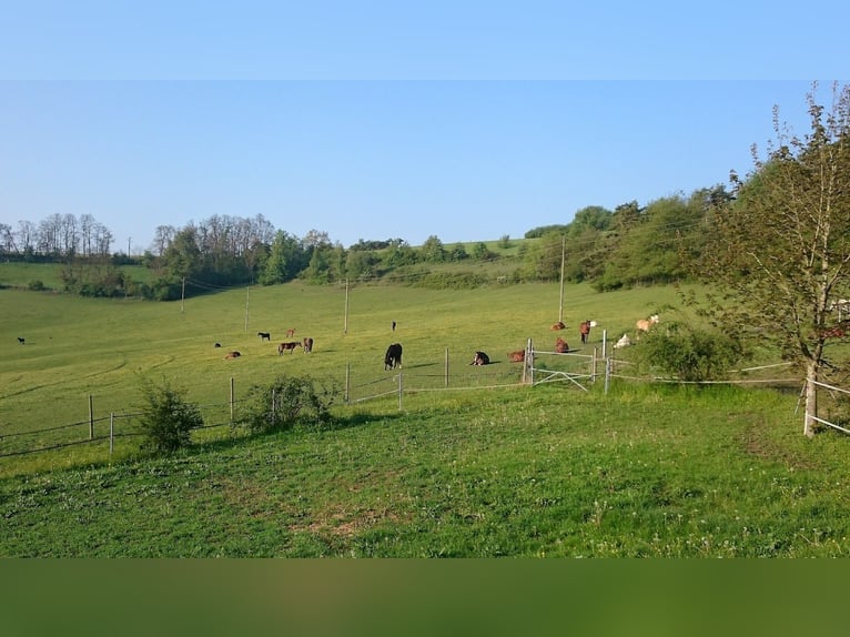 Reitanlage mit 18ha Eigengrund bei Zweibrücken