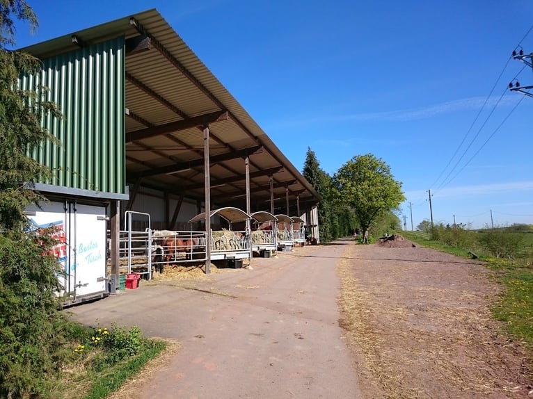 Reitanlage mit 18ha Eigengrund bei Zweibrücken