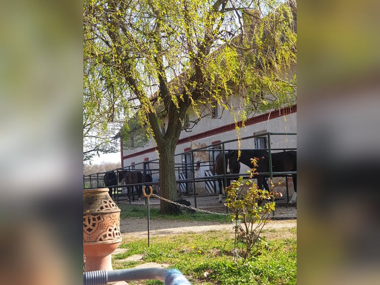 Reitanlage mit 60er Halle an der österreichischen Grenze
