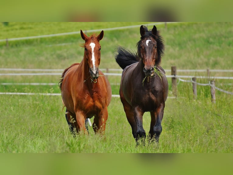 Reitanlage mit Halle und zwei Reitplätzen zu verkaufen