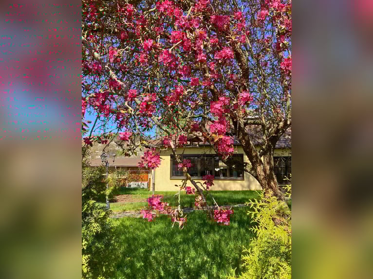 Reitanlage mit Reithalle im Werratal – privates Pferdeparadies auf 6.359 m²