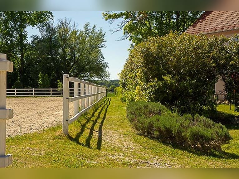 Reitanlage Nähe Landsberg a.L. - wohnen und arbeiten mit Pferden