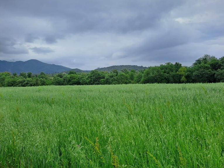 Reiterhof in Girona-Costa Brava, vielfältige Nutzungsmöglichkeiten