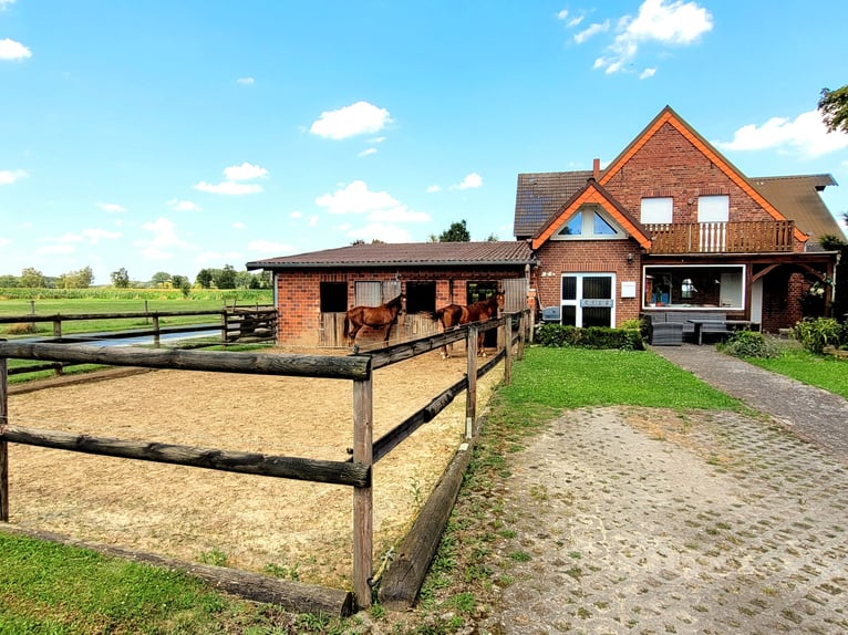 Reiterhof mit Zucht und Aufzucht - Pferd, Pferde, Pferdebetrieb, Pension, Pensionsbetrieb, Reithof
