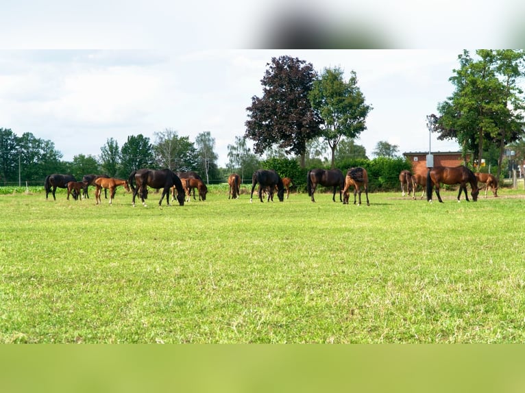 Reiterhof mit Zucht und Aufzucht - Pferd, Pferde, Pferdebetrieb, Pension, Pensionsbetrieb, Reithof