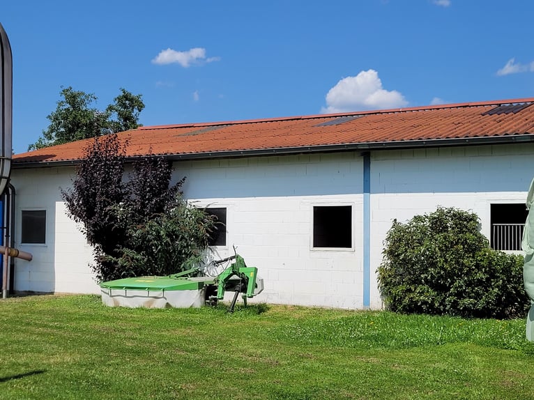 Reiterhof mit Zucht und Aufzucht - Pferd, Pferde, Pferdebetrieb, Pension, Pensionsbetrieb, Reithof