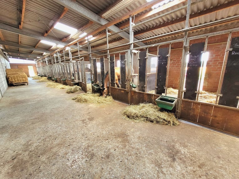 Reiterhof mit Zucht und Aufzucht - Pferd, Pferde, Pferdebetrieb, Pension, Pensionsbetrieb, Reithof