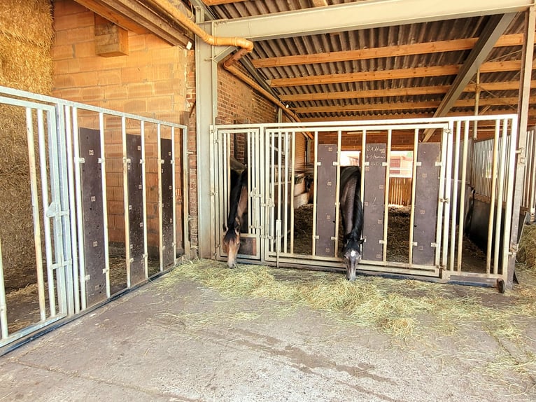 Reiterhof mit Zucht und Aufzucht - Pferd, Pferde, Pferdebetrieb, Pension, Pensionsbetrieb, Reithof