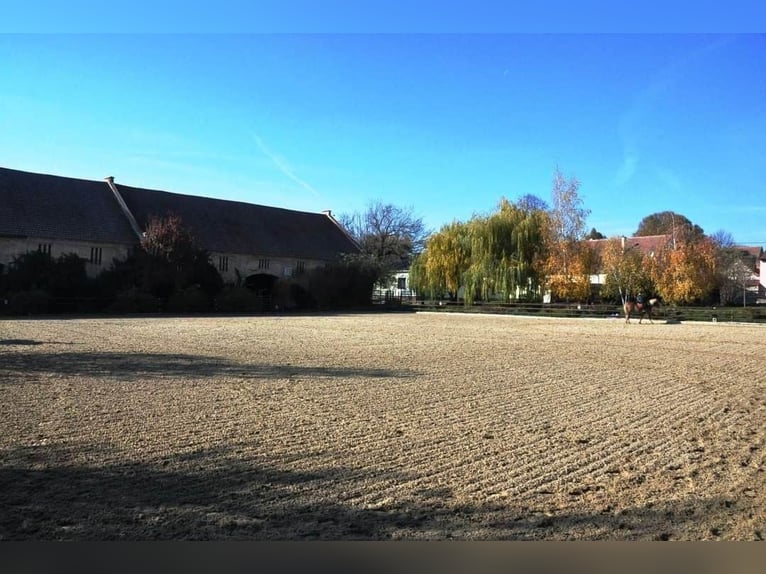 Reitgut Schloß Niedarabsdorf