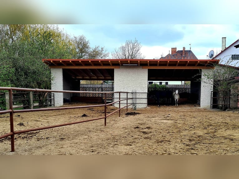 Reitgut Schloß Niedarabsdorf