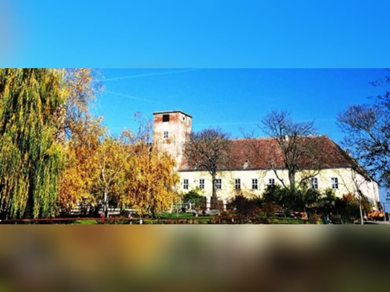 Reitgut Schloß Niedarabsdorf