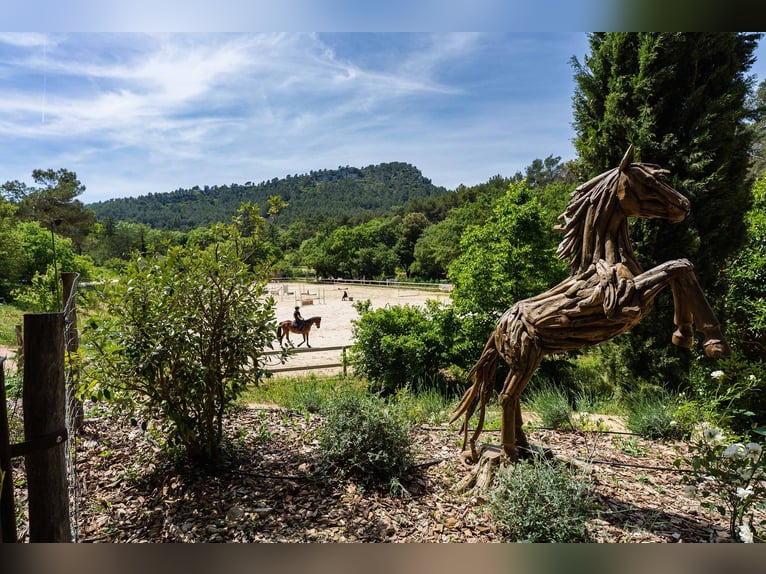 Reitkunst auf höchstem Niveau und Lebensart aus der Provence