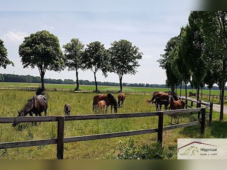 Reitsportanlage - Gestüt nähe Lingen Niedersachsen Deutschland