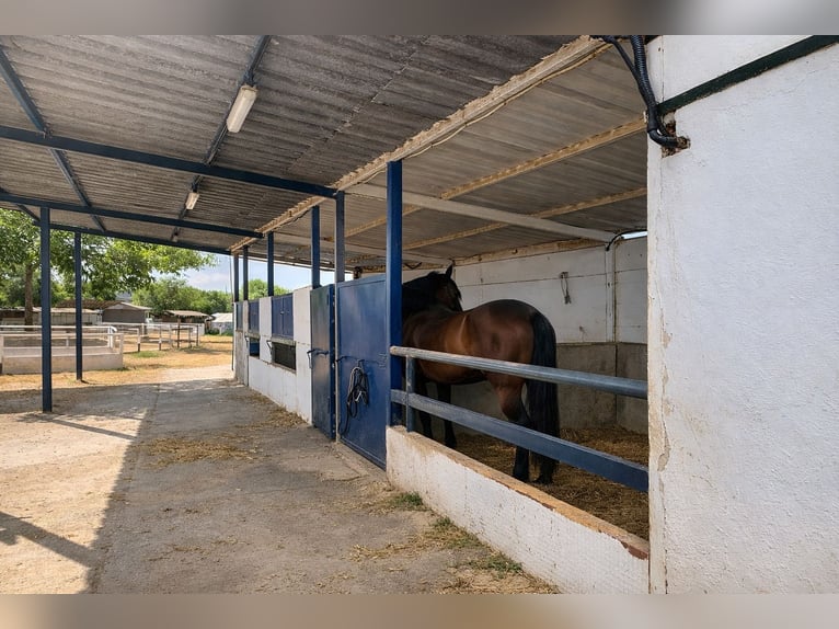 Reitzentrum in Castellón // Reitzentrum in Castellón Süd