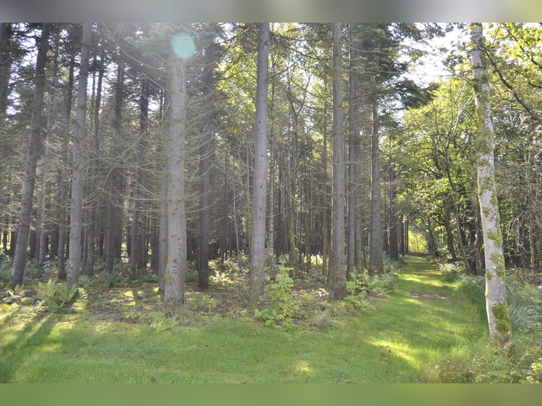 Saniertes Einfamilienhaus mit Pferdeboxen, Reitpaltz, Weiden ( 8ha Land) in Alleinlage 