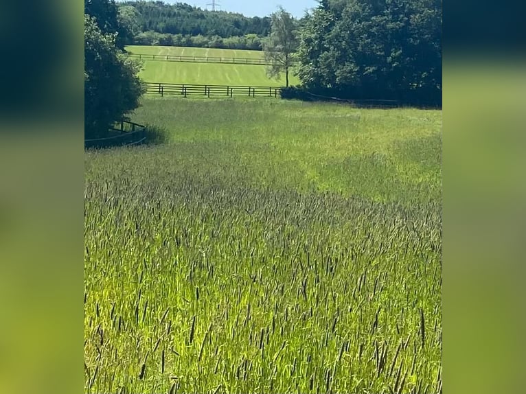 Saniertes Wohnhaus  mit 6 Pferdeboxen, Reitpaltz, Weiden mit Holzzaun ( 8ha Land) in Alleinlage