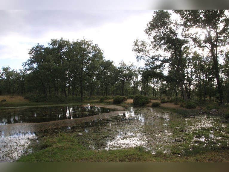 Schöne Finca mit Herrenhaus in Salamanca – 200 Hektar