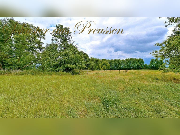 Schuster aus Preussen - Famoses Landhaus für den Pferdefreund - 1,7 ha Grundstück in malerischen Ort