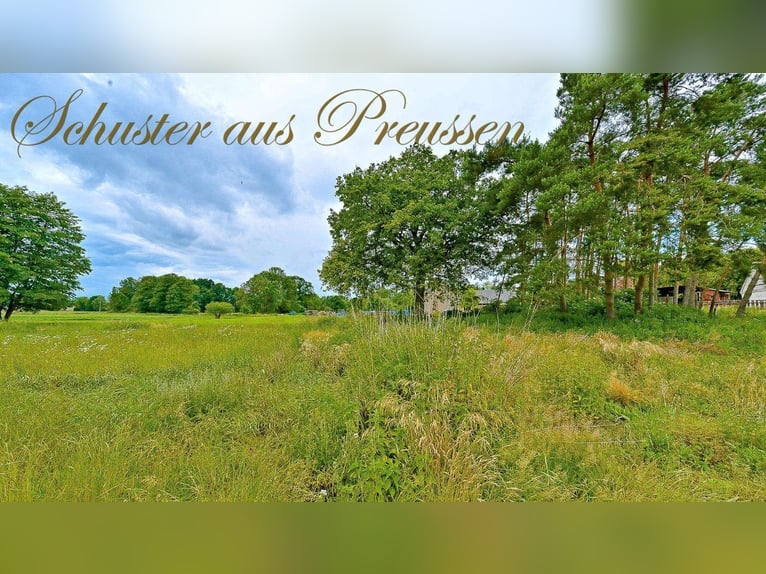 Schuster aus Preussen - Famoses Landhaus für den Pferdefreund - 1,7 ha Grundstück in malerischen Ort
