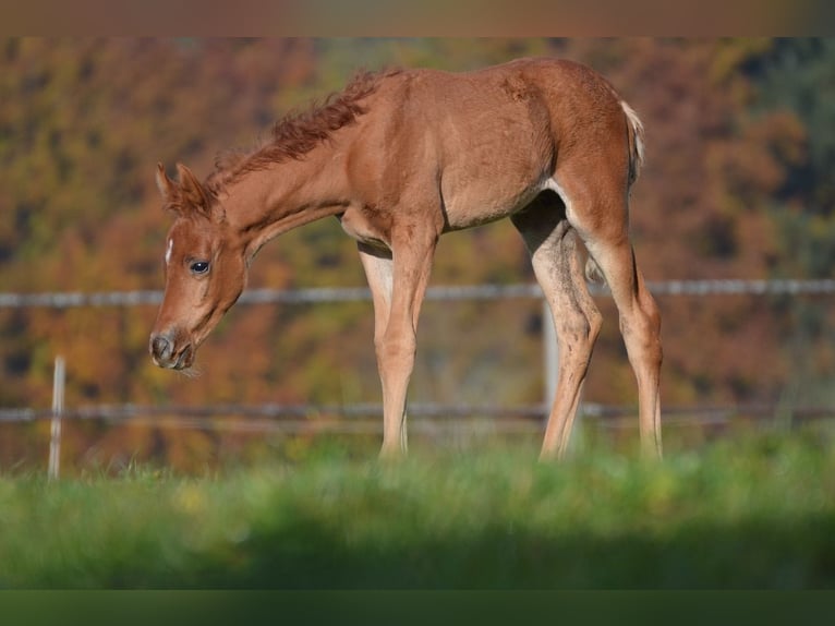 Secret Sale! Auserlesene Reitanlage zu verpachten - ideale Gegebenheiten für Sport & Zucht in NRW 