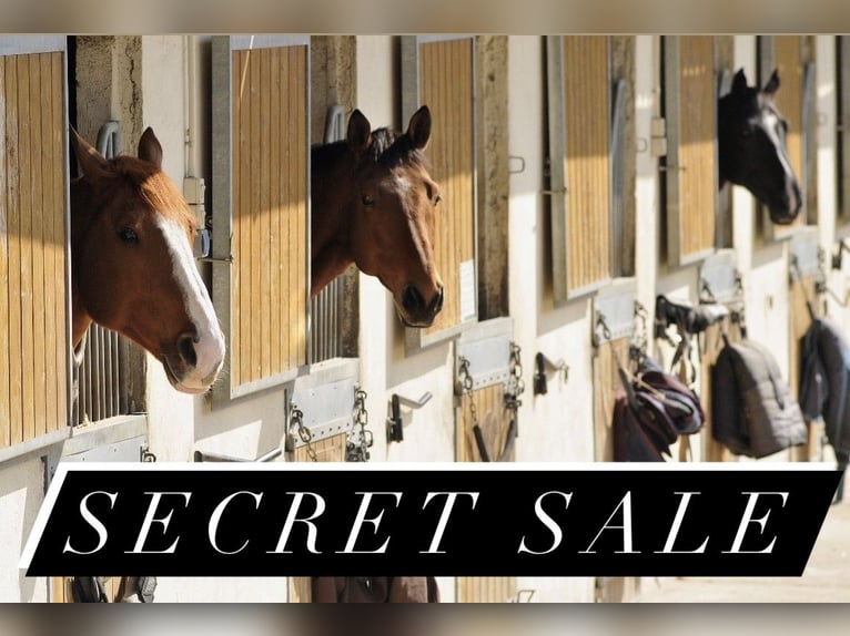 Secret Sale von 383-25-1 Reitanlage mit 26 Ferienwohnungen