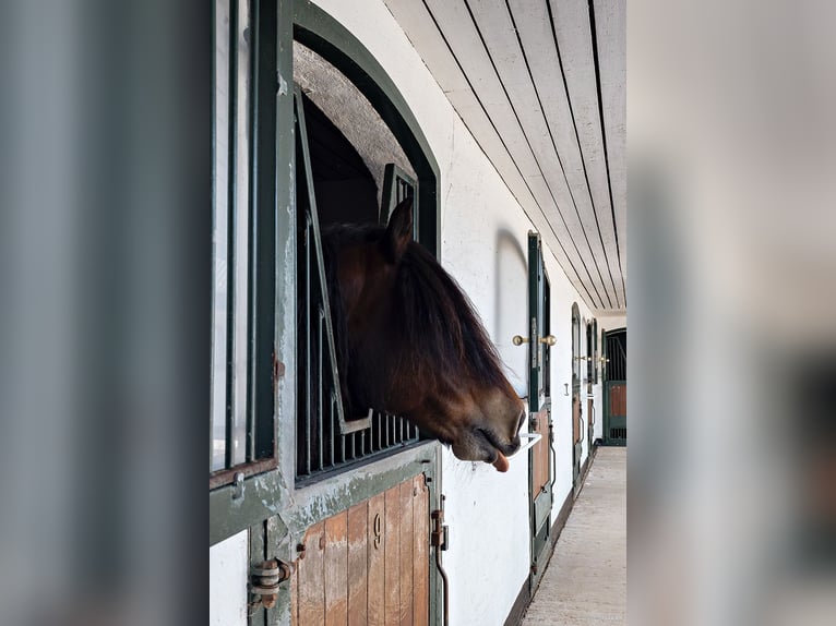 Springfield Farm – An Exclusive Property with International Potential, 18 ha
