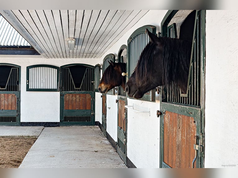 Springfield Farm – An Exclusive Property with International Potential, 18 ha