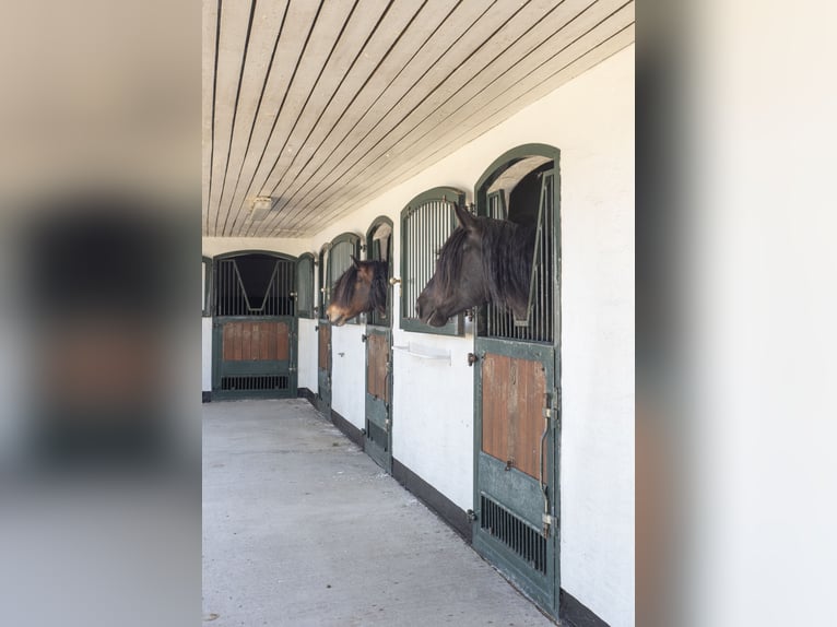 Springfield Farm – Eine exklusive Liegenschaft mit internationalem Potenzial, 8 ha