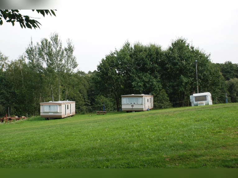 Tinkersstoeterij in Zuid west Polen