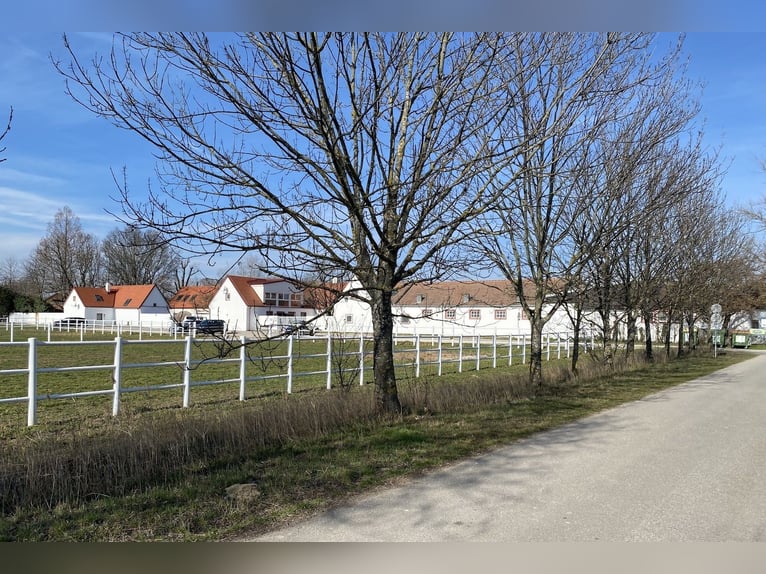 Top-Reitanlage 30 Minuten von Wien