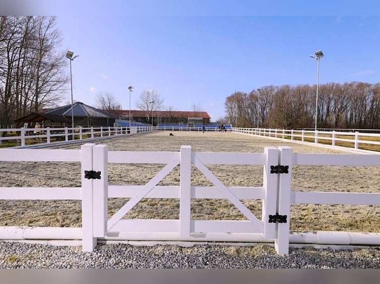 Top-Reitanlage 30 Minuten von Wien