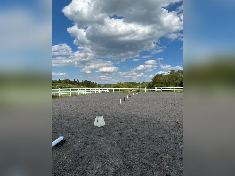Traumhafte Pferdeimmobilie mit 210m² Wohnhaus
