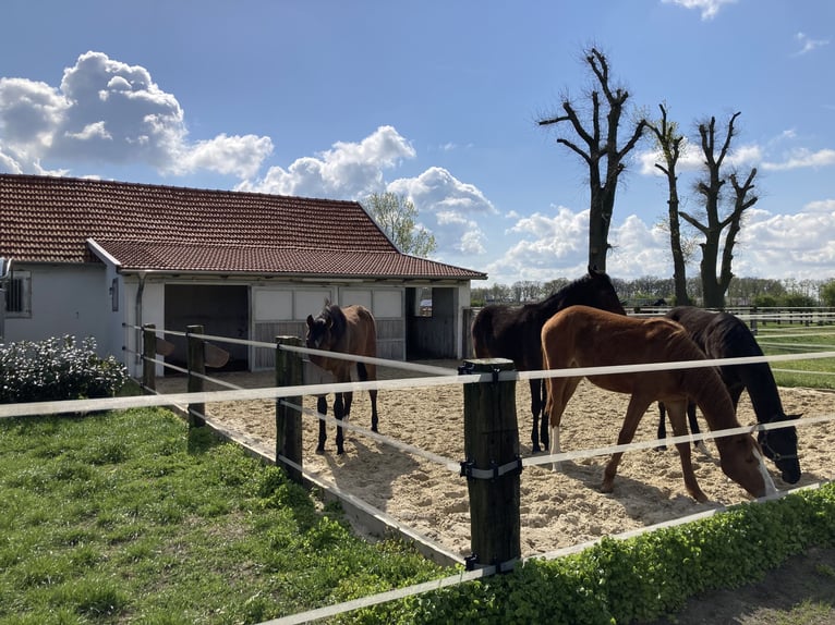 Traumhafte Reitanlage in Bestlage nähe Vechta !