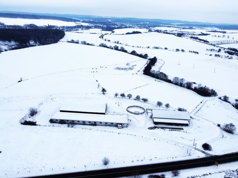 Traumhafte Reitanlage mit Reiterstube – Alleinlage inmitten Südthüringer Natur + perfekte Anbindung