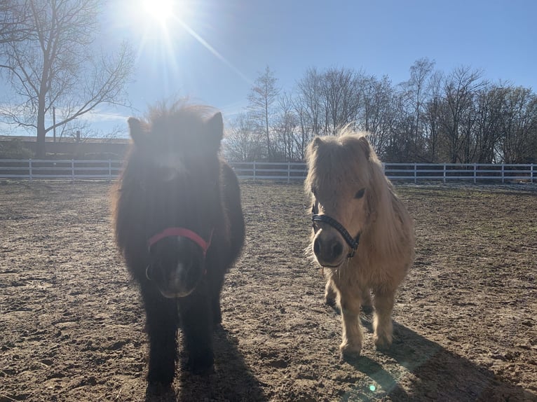 Urlaub mit dem Pferd 5 *