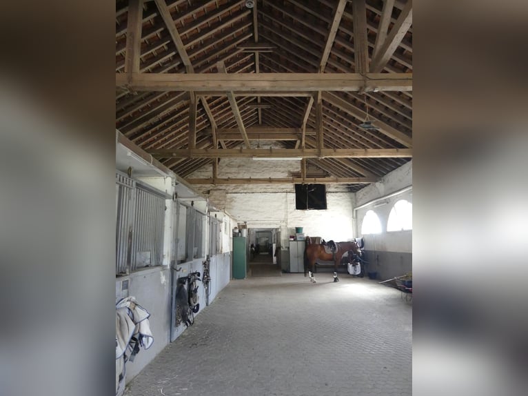 Vergabe der Reitsportanlage Monaise im Erbbaurecht