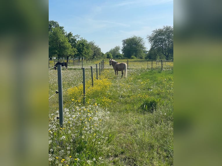 Vielseitig nutzbare Reitanlage in der Metropolregion Rhein-Neckar