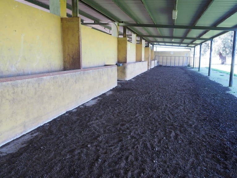 Voll ausgestattete Pferdefinca – 24 ha – Cáceres