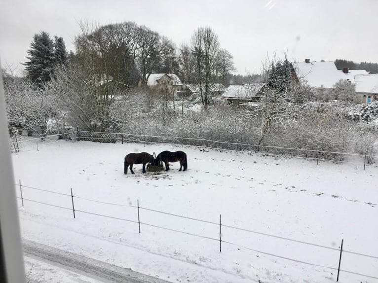 Wohnen, Arbeiten & Natur – historischer Hof mit 250 m² Wohnfläche und eigenem Waldstück