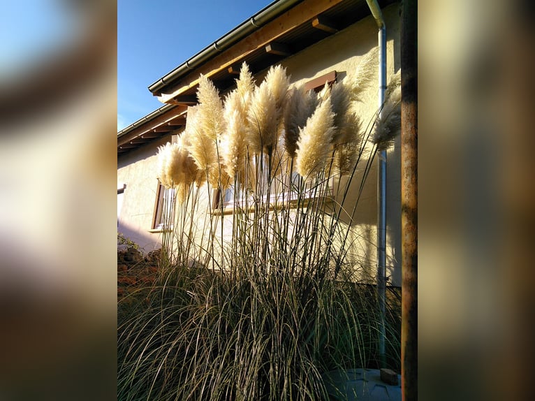 Wohnhaus mit kleinem Offenstall