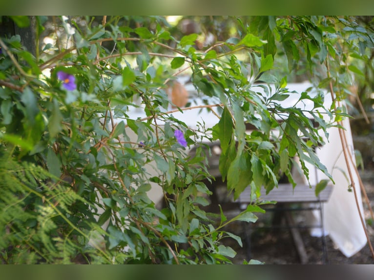 Wunderschöne Finca inmitten herrlicher Natur