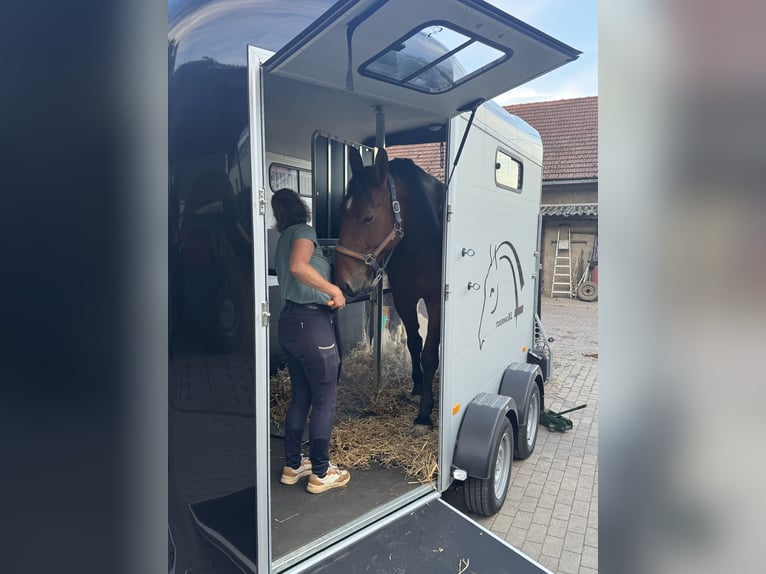 VERMIETUNG großer Pferdeanhänger Cheval Touring XL
