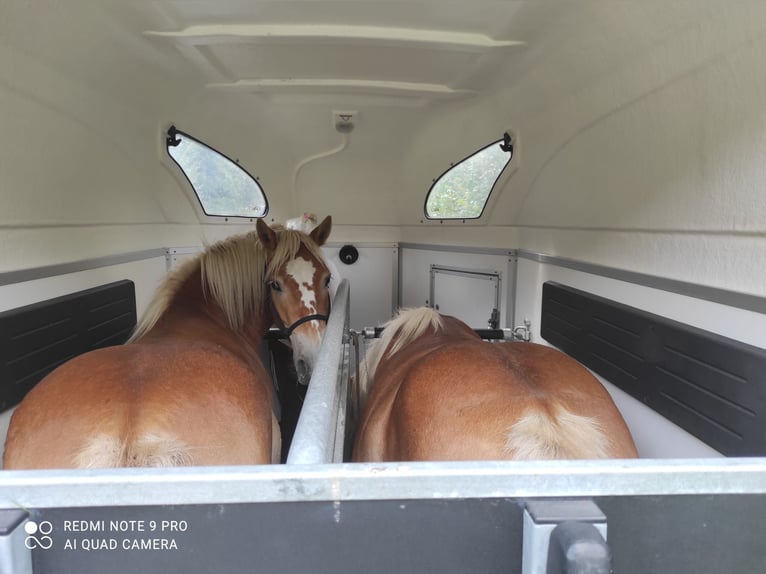 Van chevaux 2 places XL tres bon etat