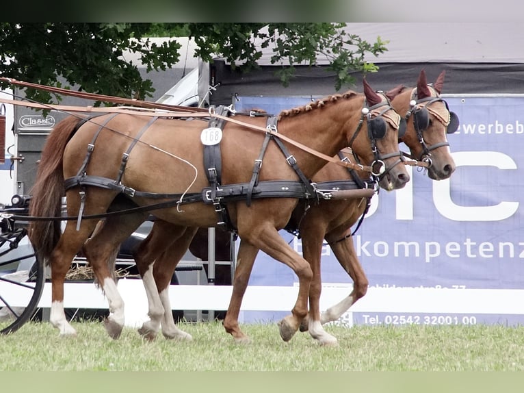 ZILCO-Geschirre für Ponys und Großpferde
