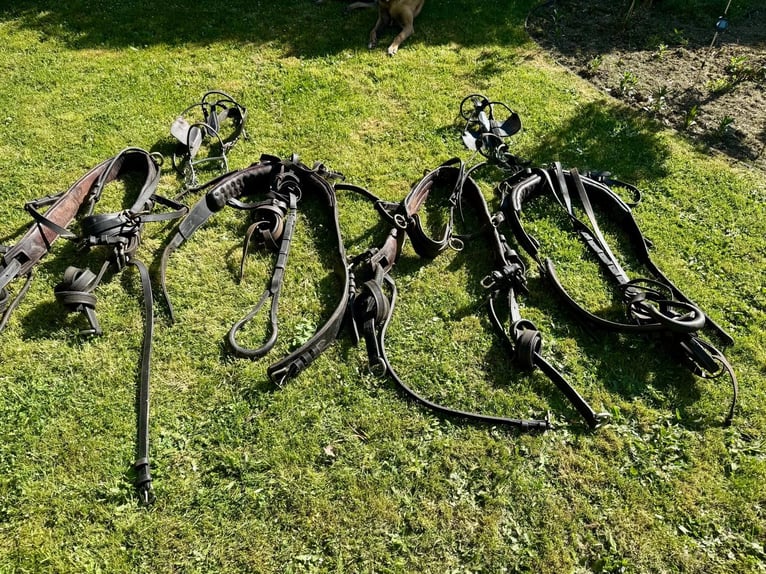 Zweispänner Brustblattgeschirr  zum verkaufen 