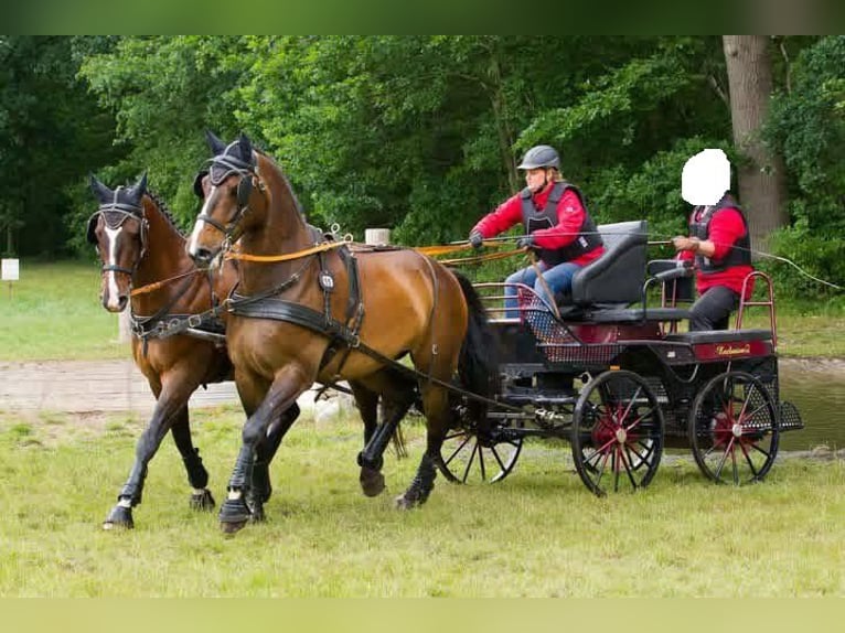 Hansmeier Marathonwagen Kutsche Zweispänner Trainingswagen