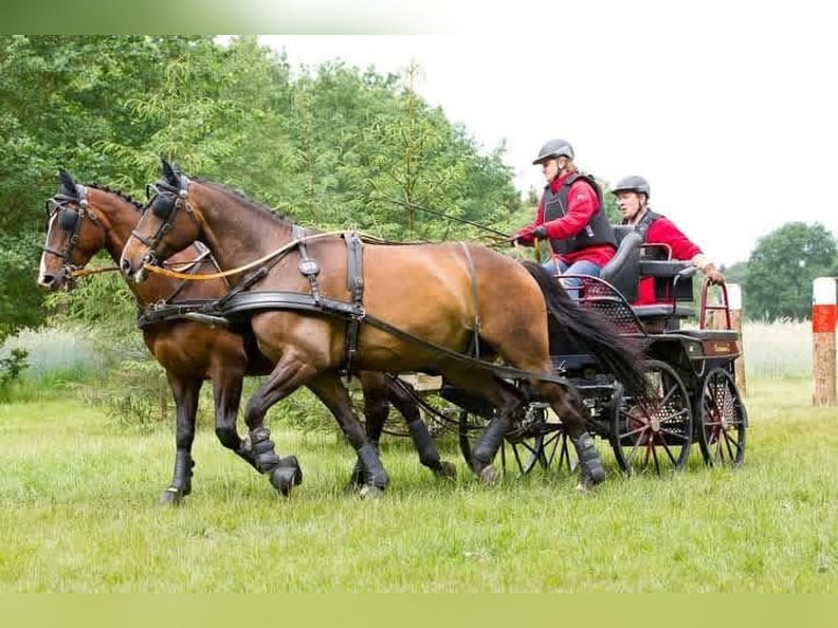 Hansmeier Marathonwagen Kutsche Zweispänner Trainingswagen