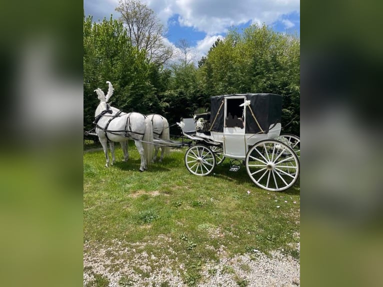 Carrozza Landau originale