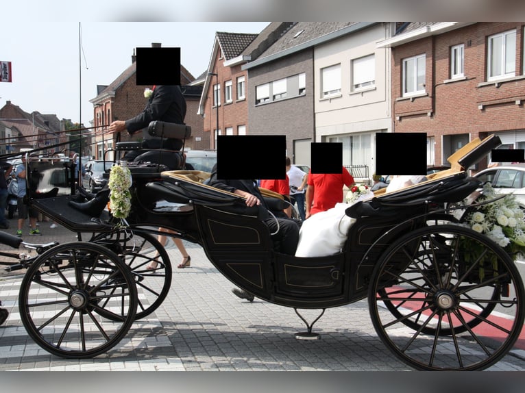 Landauer Pferde Kutsche, Grand Luxe-Fahrzeug