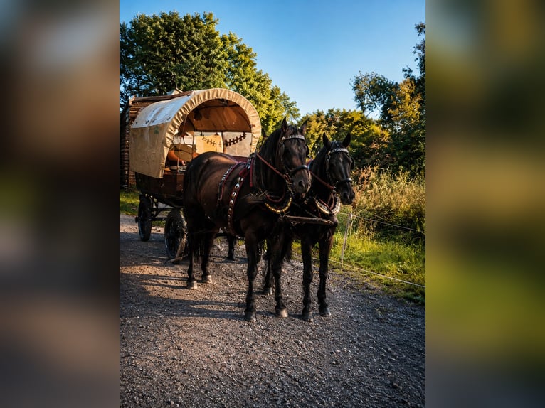 Kremser/Planwagen